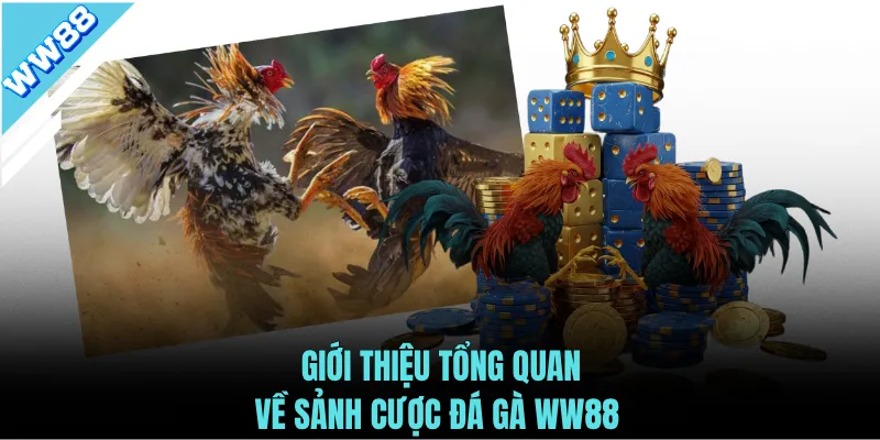 Giới thiệu tổng quan về sảnh cược đá gà WW88