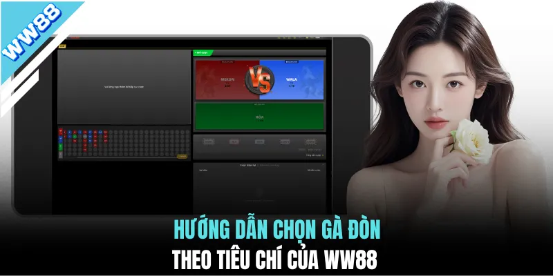 Hướng dẫn chọn gà đòn theo tiêu chí của WW88