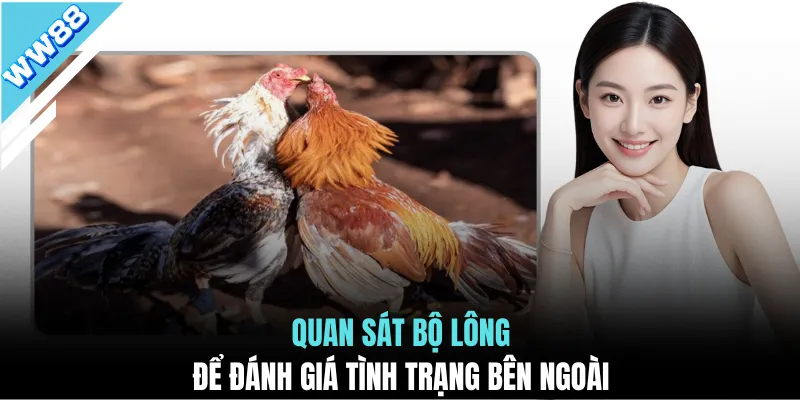 Quan sát bộ lông để đánh giá tình trạng bên ngoài